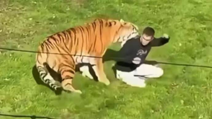 A Man Jumped Into a Tiger Cage at a Zoo and Died. Why Does This Keep Happening?