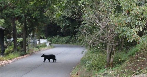 How Climate Change Sent Bears Into Japanese Grocery Stores