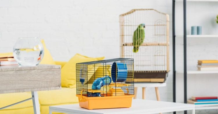 Your "Small Pet" Is Likely Suffering