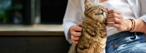 Owning a Cat Actually Changes Your Brain (Science Says So)